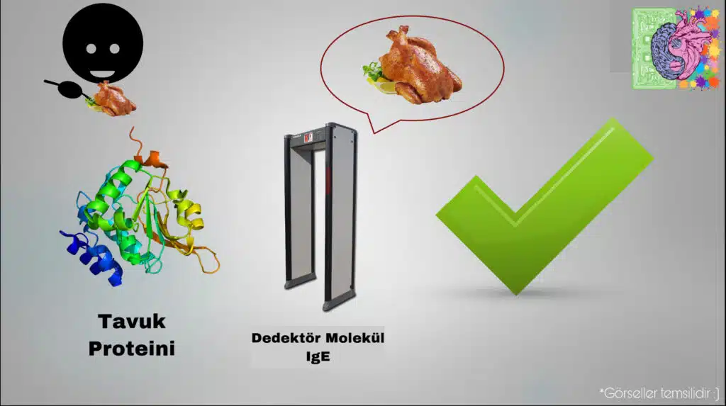 Neden Bazı İnsanların Bazı Yiyeceklere Alerjisi Vardır? Tavuk proteinin güvenli olması