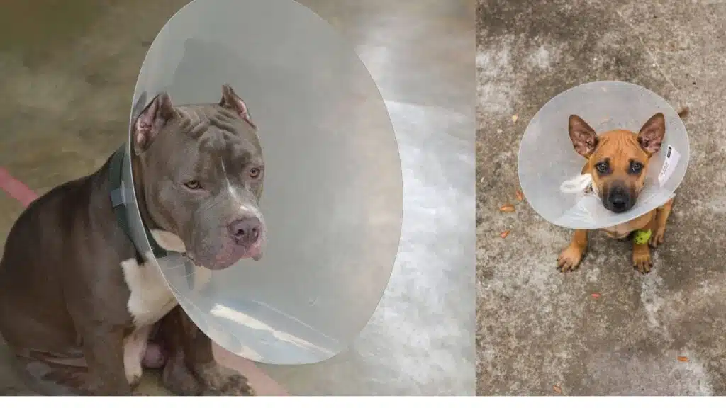 Hayvanların Yaralarını Hızlı İyileştirme Yöntemi: Yalamak Köpek Boyunluğu Görseli
