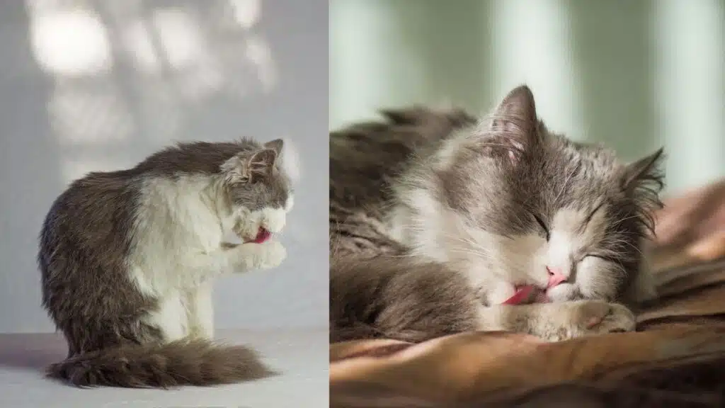 Hayvanların Yaralarını Hızlı İyileştirme Yöntemi: Yalamak Kedi Yalaması Görseli