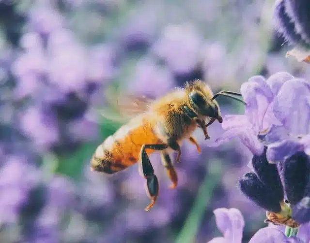 Yeryüzünden Silinseler Yalnızca 4 Yıl Yaşayabileceğimiz Canlılar: Arılar aaron burden nVIp2XsISsE unsplash e1653381599426