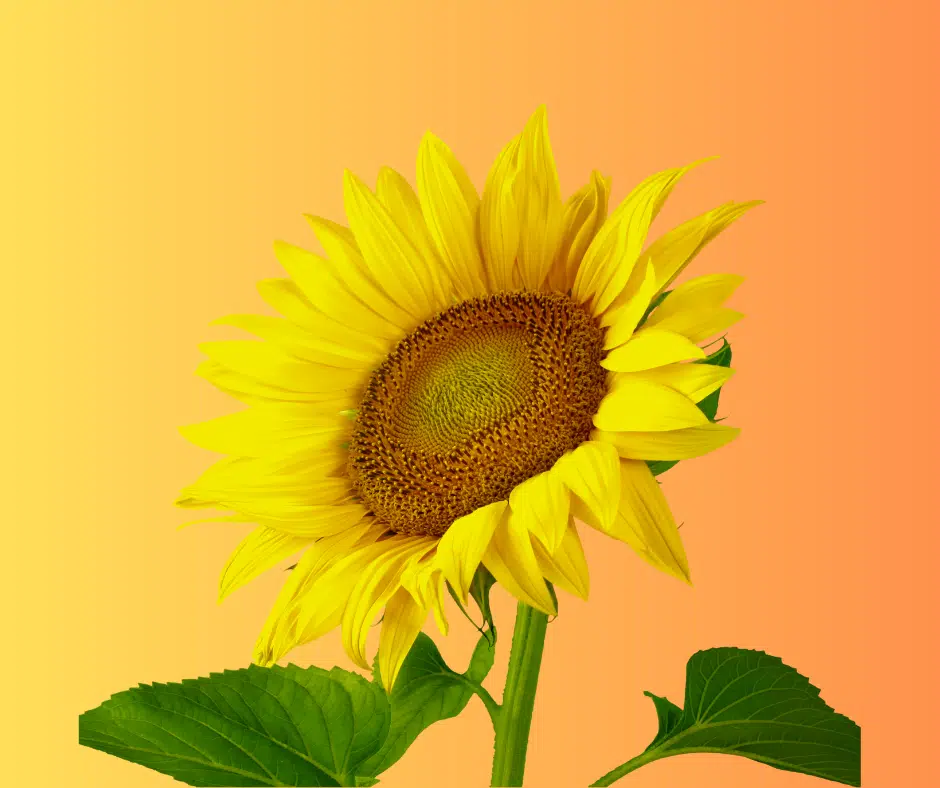 Ayçiçekleri Nasıl ve Neden Güneş'e Yönelir? 7 20230516 231938 0006