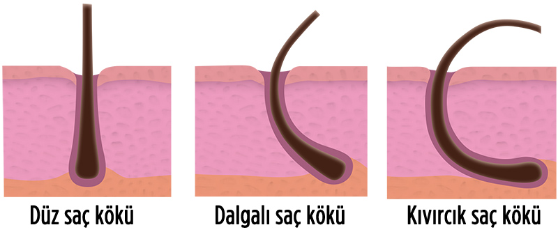 Saçın Gizemi: Kıvırcıklığın Kimyası Saç kökleri