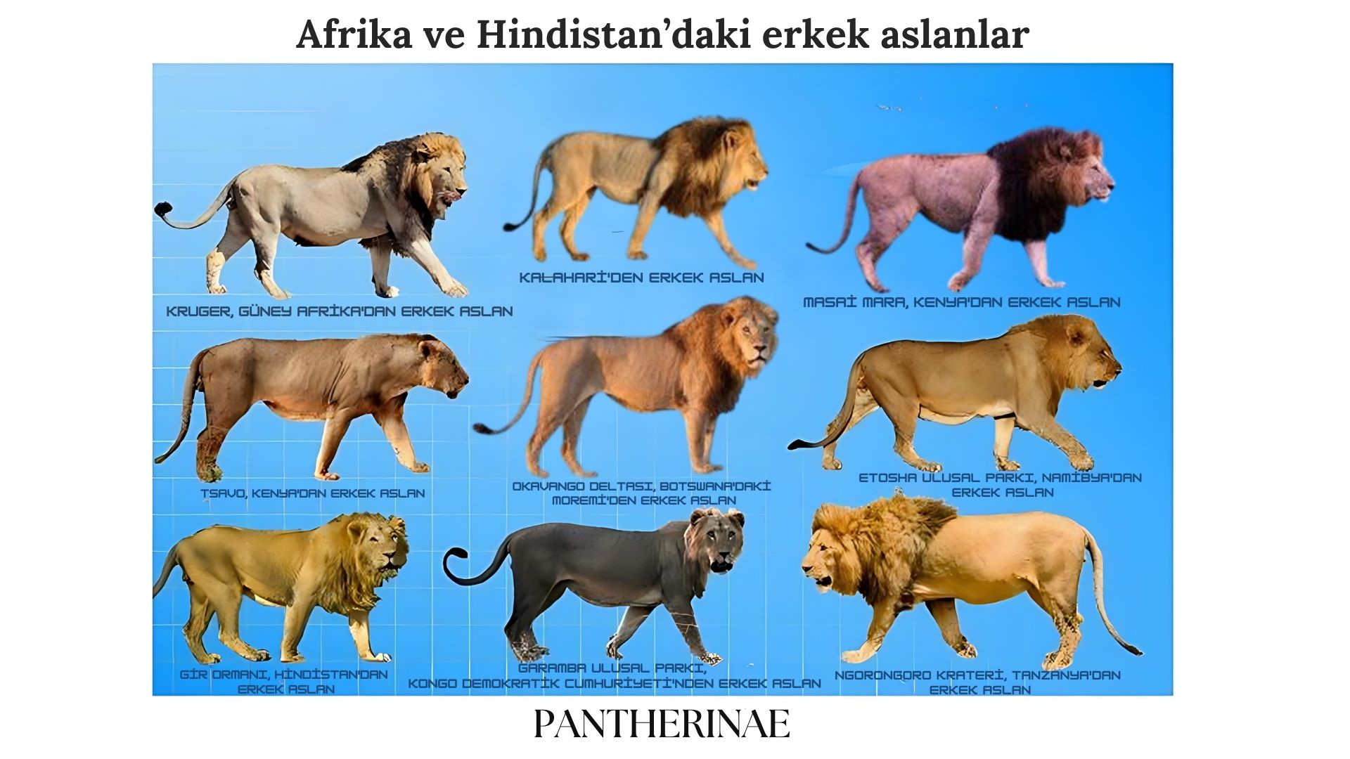 Ormanın Kralı: Aslanlar Aslan Turleri