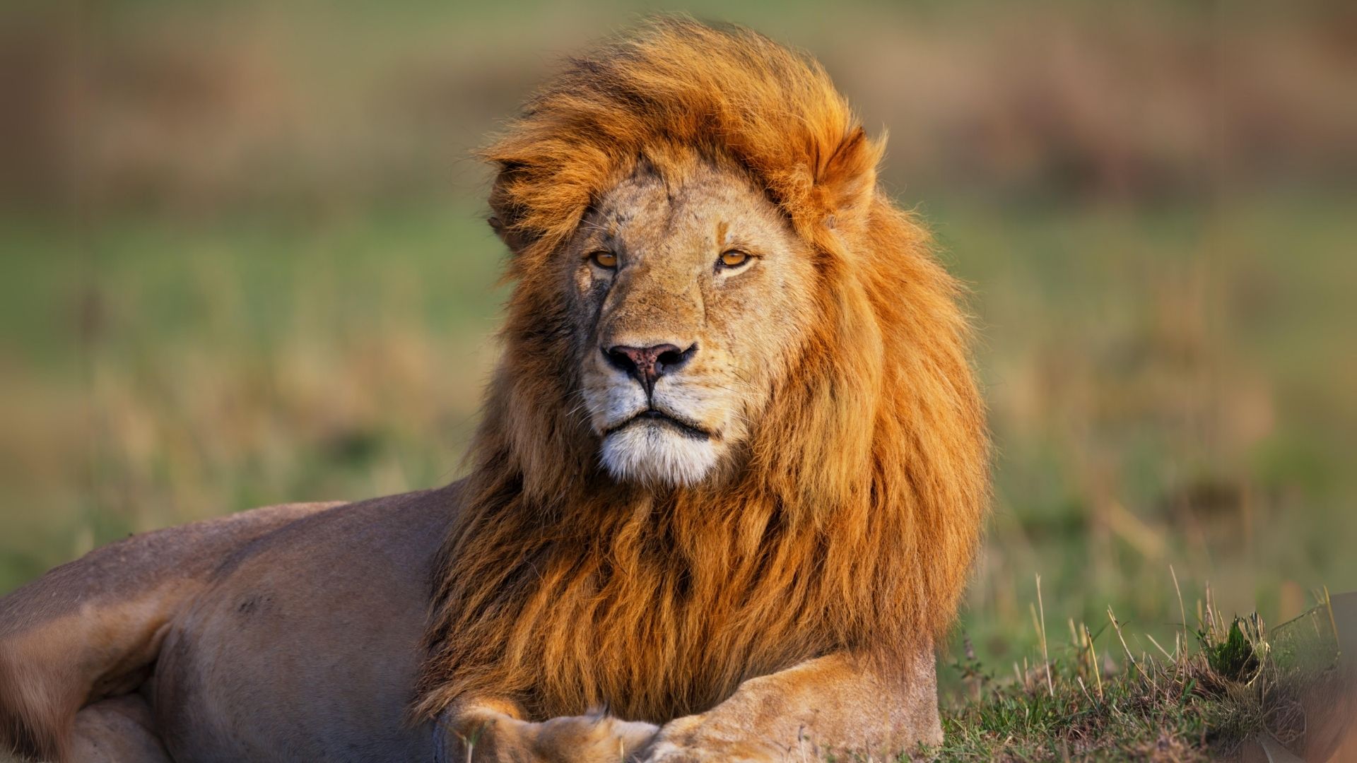 Ormanın Kralı: Aslanlar Aslan fotografi