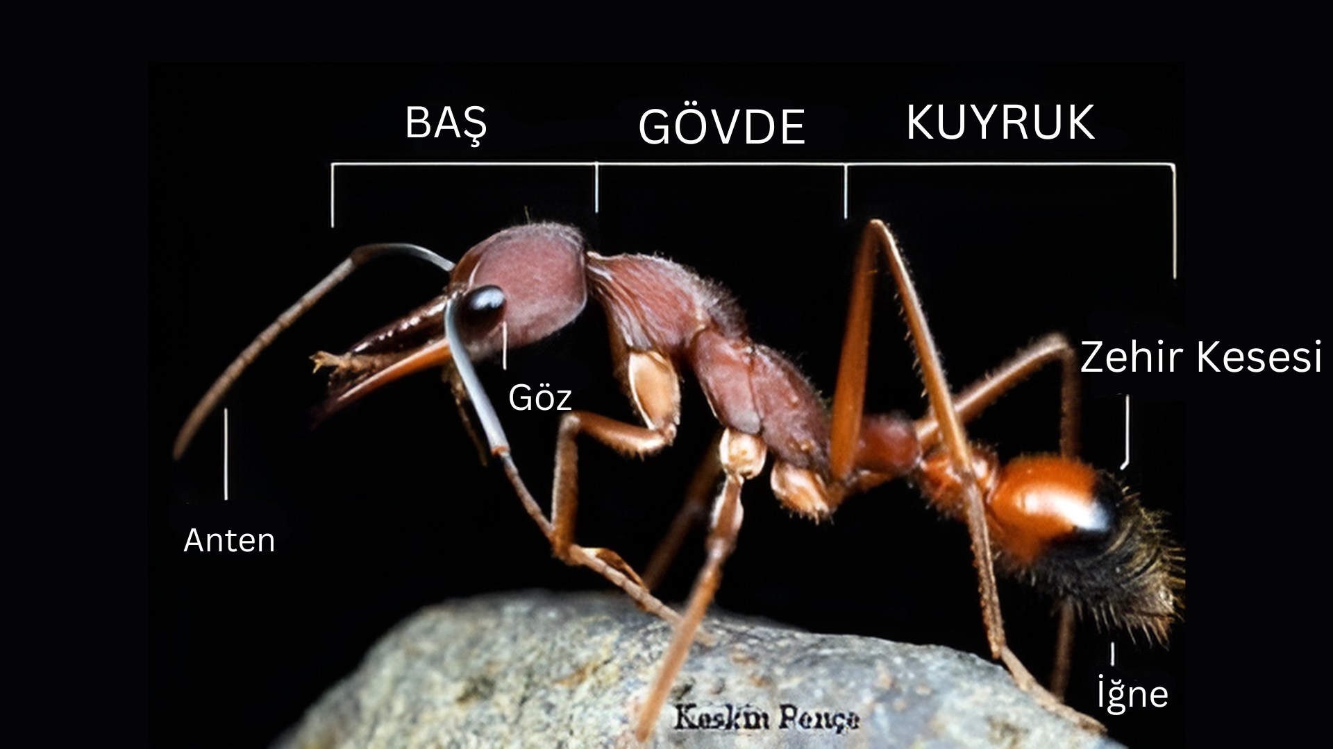 Minik Canlıların Büyük Hikayesi: Karıncalar Karinca Anatomisi