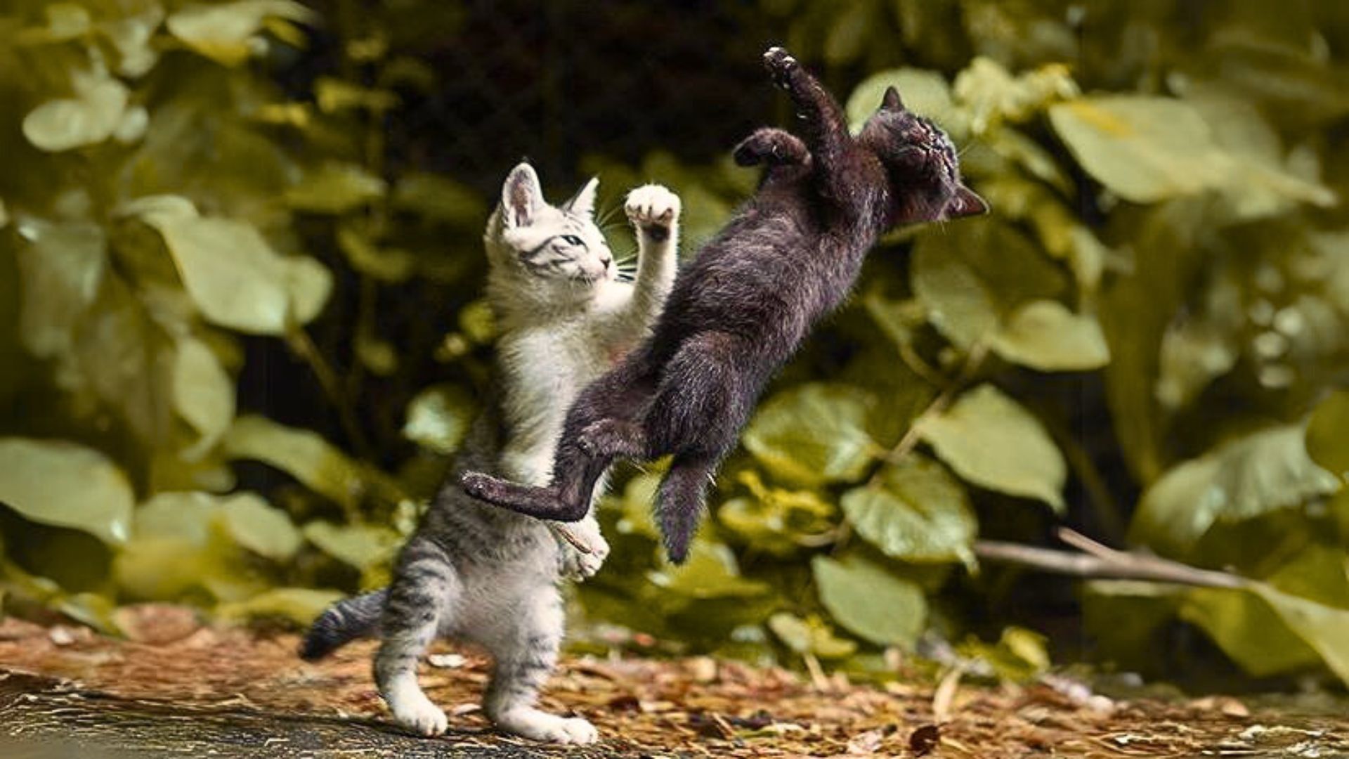 Dünyamızın Minik Koruyucuları: Kediler (Felis) Kedilerde Catisma