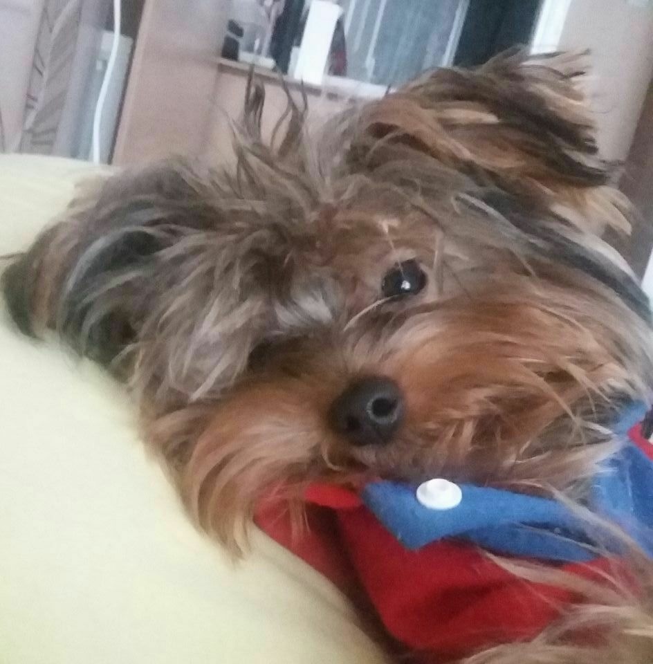 İnsanoğlunun En Yakını: Köpekler Kopekler Loki 1.jpeg