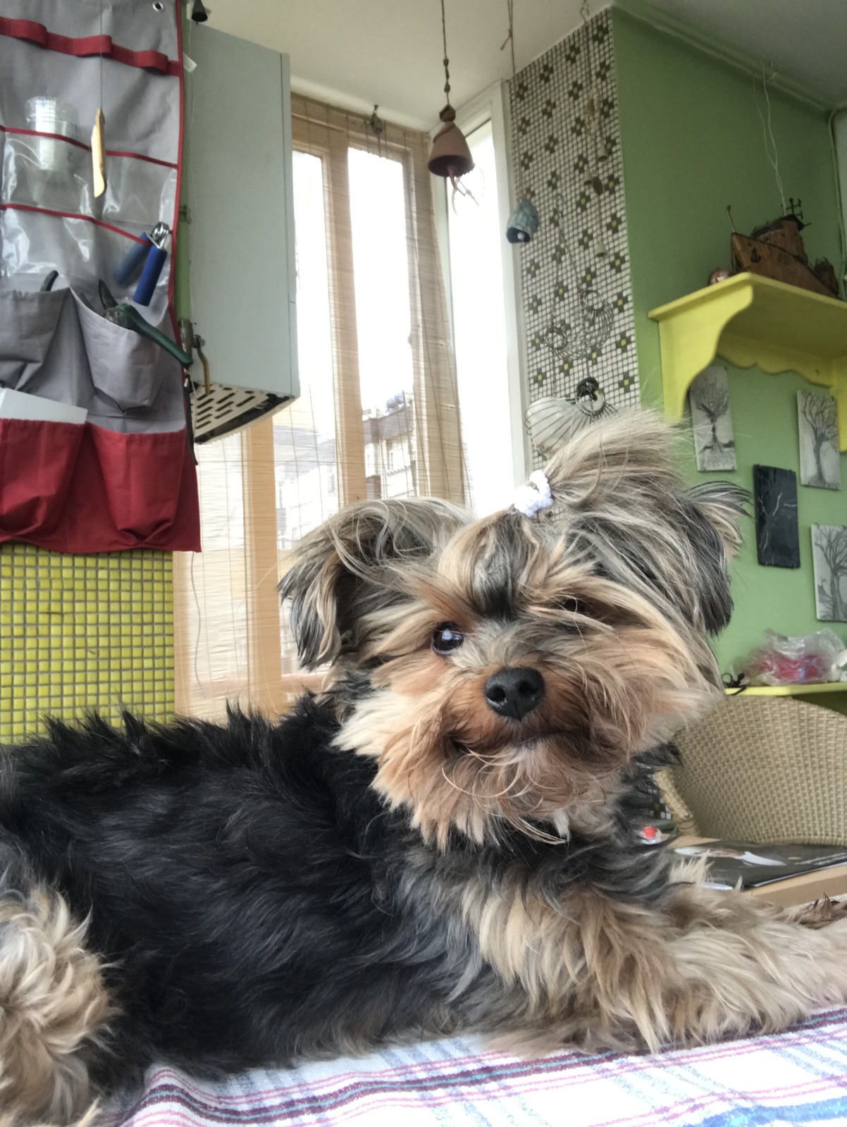 İnsanoğlunun En Yakını: Köpekler Kopekler Loki 2