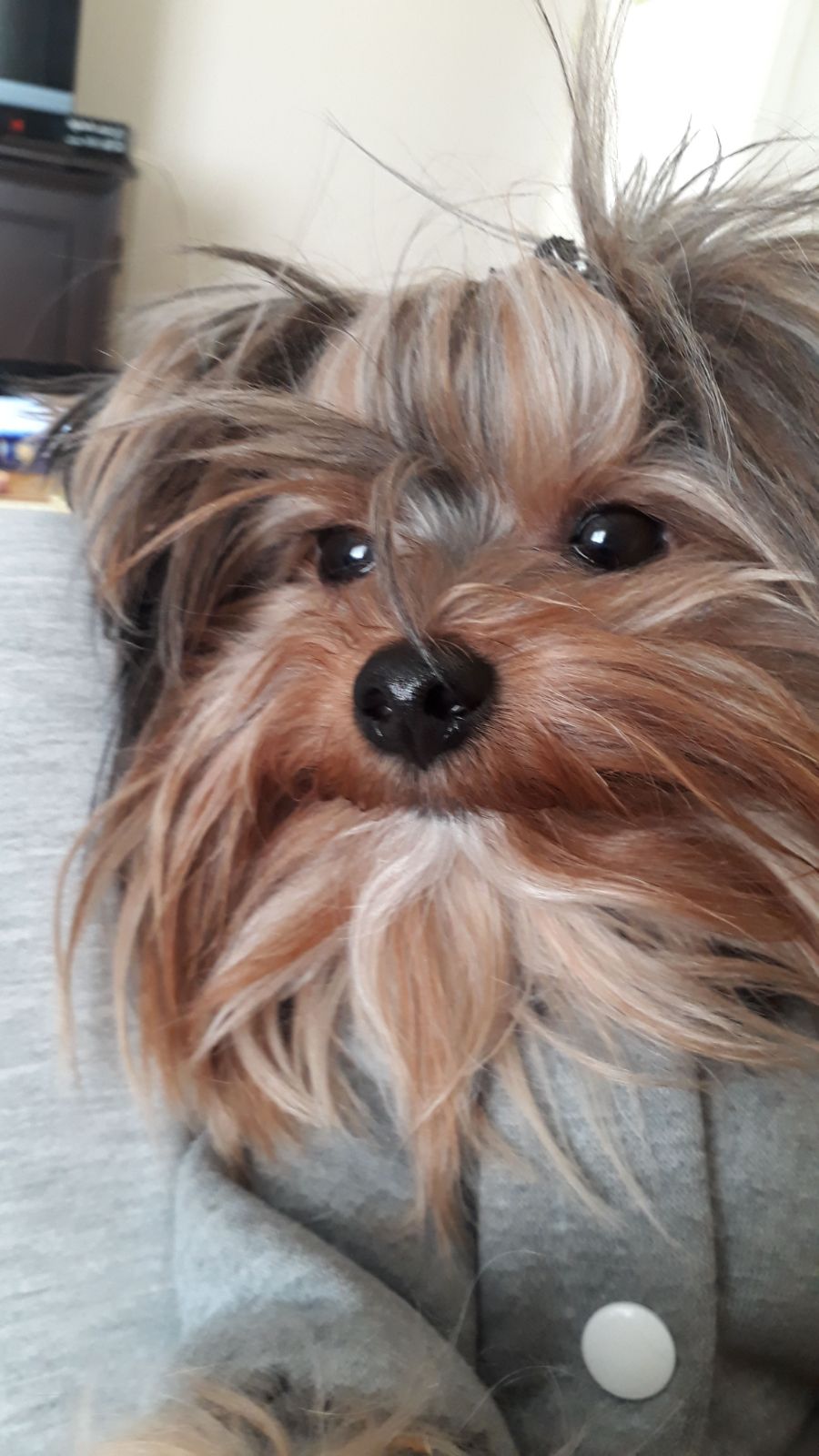 İnsanoğlunun En Yakını: Köpekler Kopekler Loki