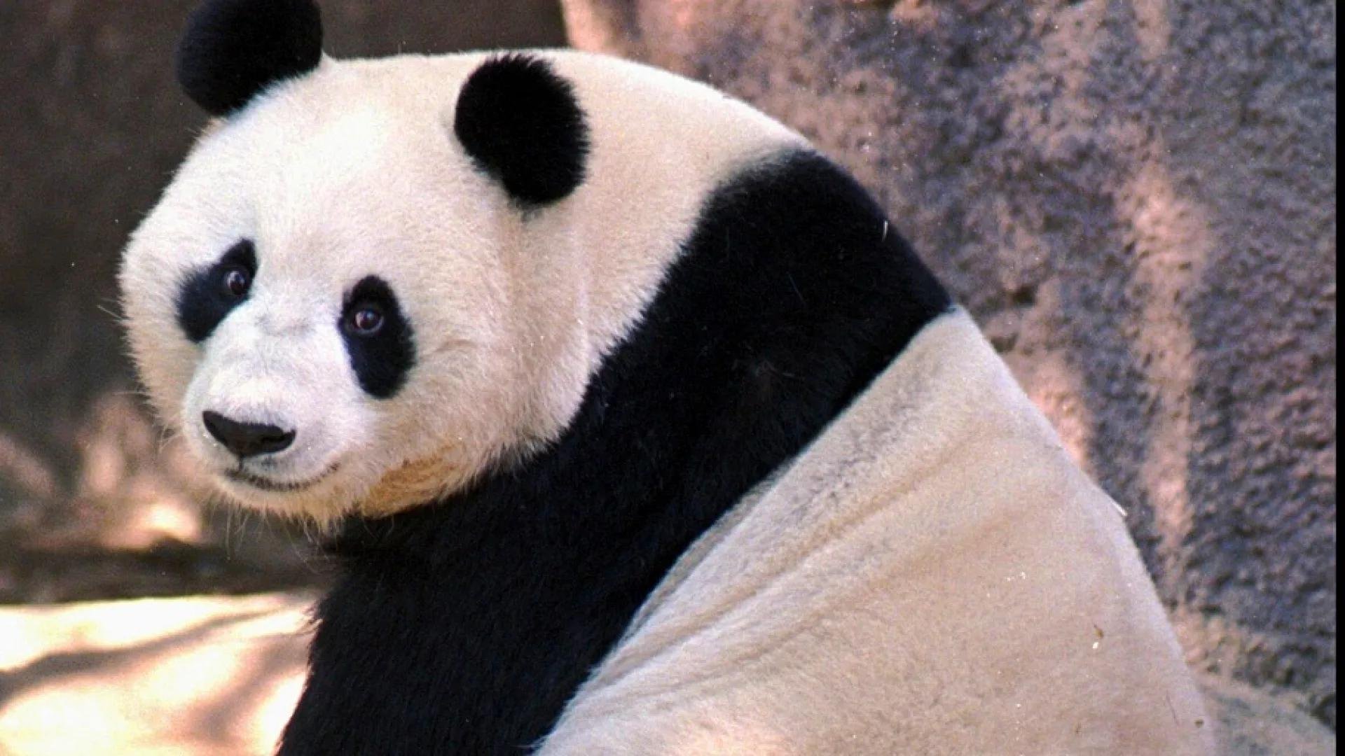 Sevimli Yaratıklar: Pandalar Pandalar 1