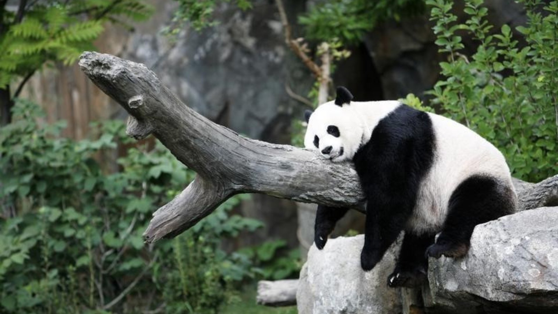 Sevimli Yaratıklar: Pandalar Pandalar 2