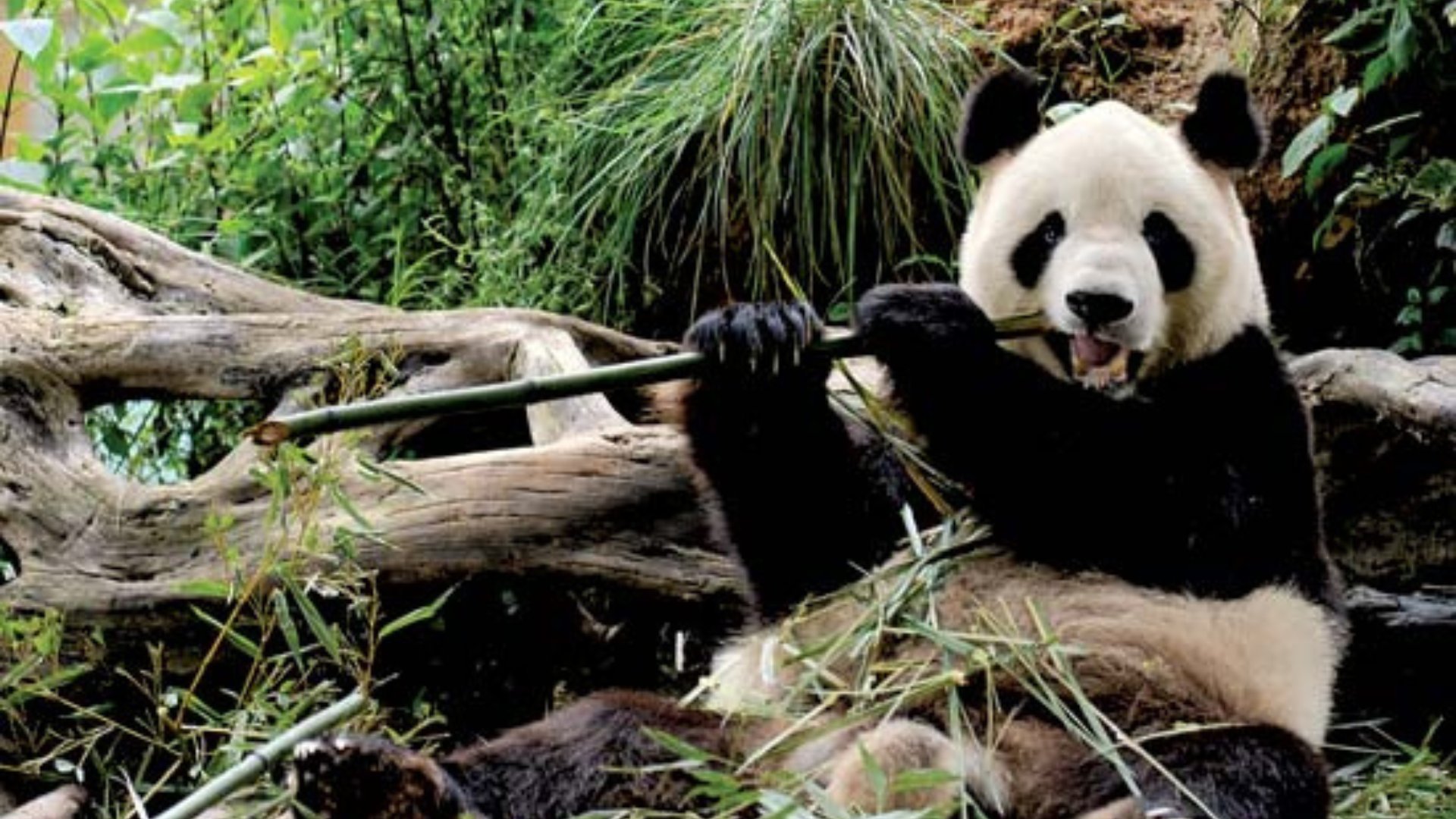 Sevimli Yaratıklar: Pandalar Pandalar ve Beslenme
