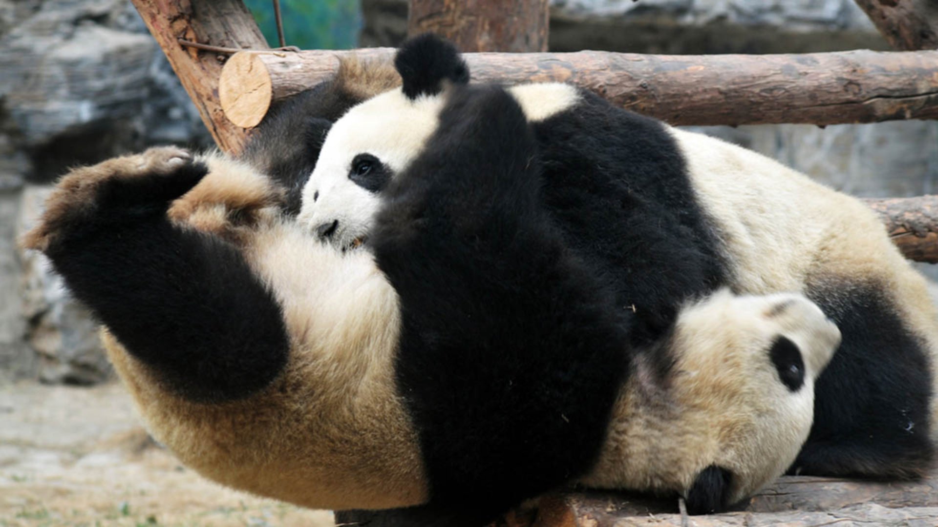 Sevimli Yaratıklar: Pandalar Pandalar ve Catisma