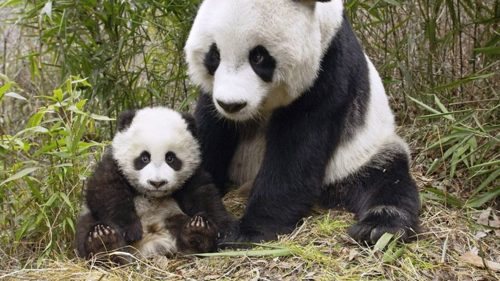 Sevimli Yaratıklar: Pandalar Pandalar ve Ebeveynlik