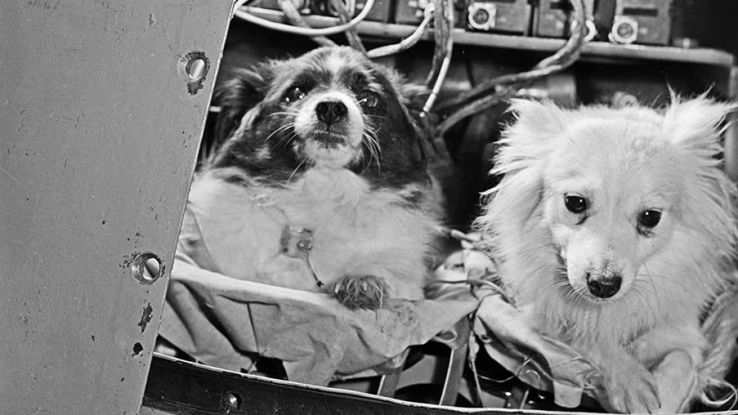 Uzay Köpekleri: Belka ve Strelka Uzay Kopekleri Strelka ve Belka