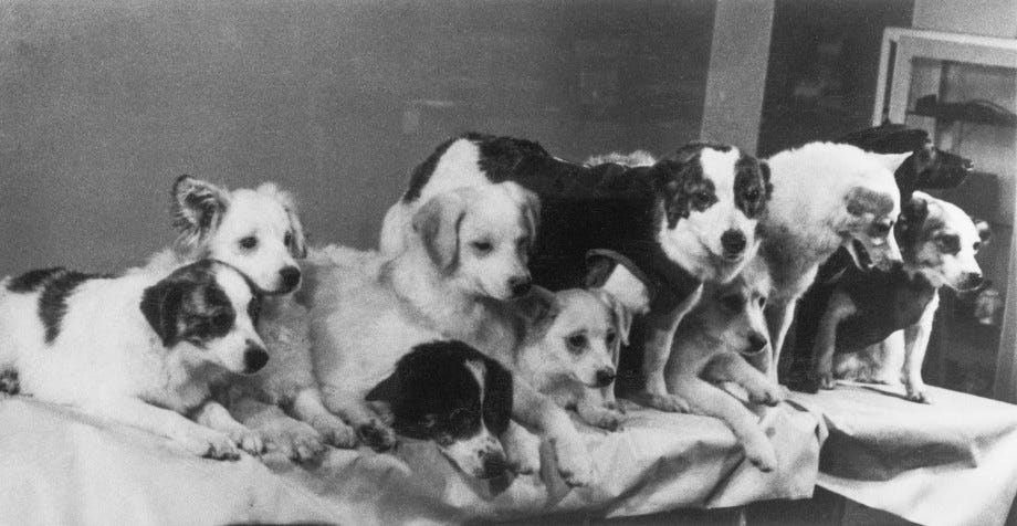 Uzay Köpekleri: Belka ve Strelka Uzay Kopekleri secmeleri