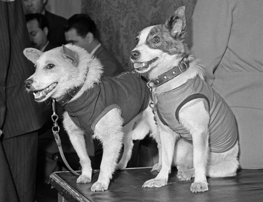 Uzay Köpekleri: Belka ve Strelka Uzay kopekleri Belka ve Strelka