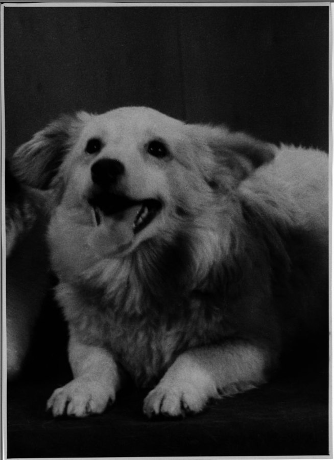 Uzay Köpekleri: Belka ve Strelka Uzay kopeklerinden Strelkanin cocugu Pushinka