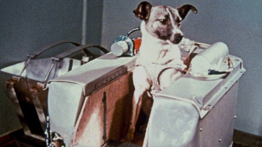 Uzay Köpekleri: Belka ve Strelka Uzaya gonderilen kopek Laika