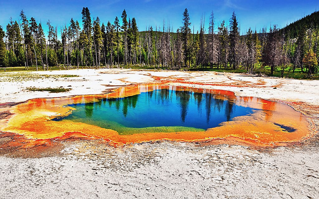 Kışı Geçirip Yediği Ayazı Unutmayan Canlılar: Kurtlar Yellowstone Ulusal Parki