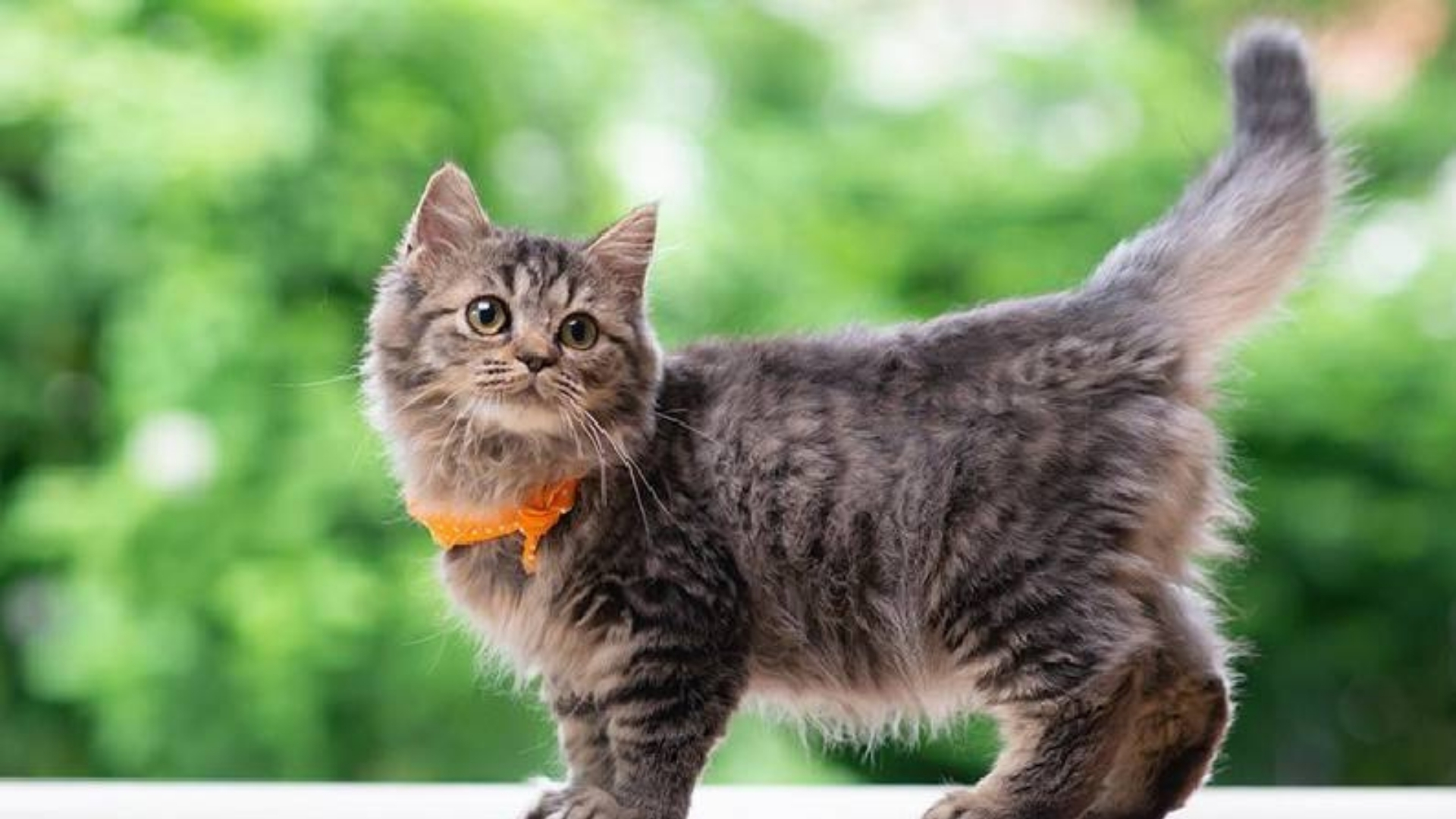 İdealler Filozofu: Platon kedi