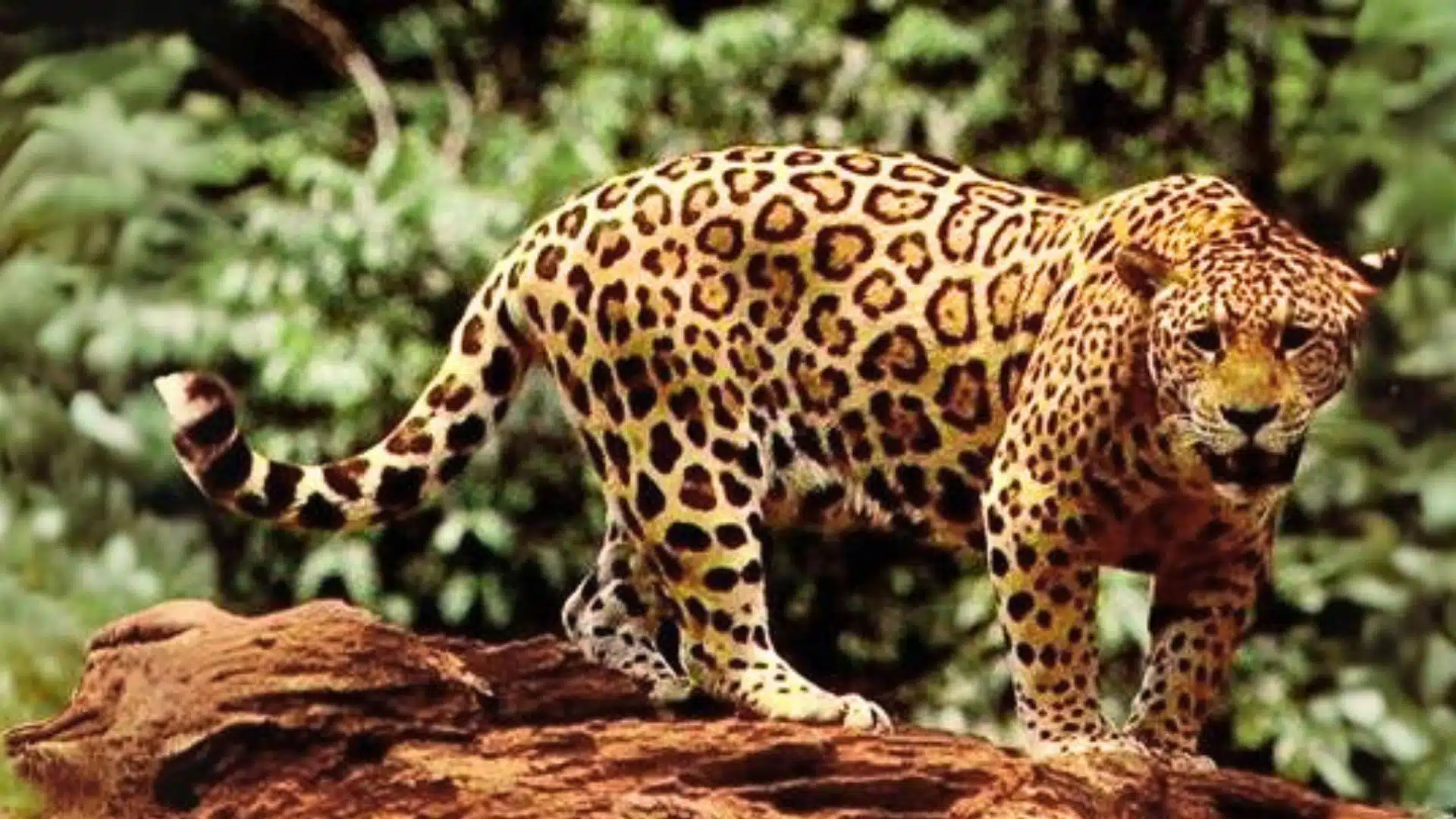Ormanların Karanlık Lordları: Siyah Panterler Jaguar