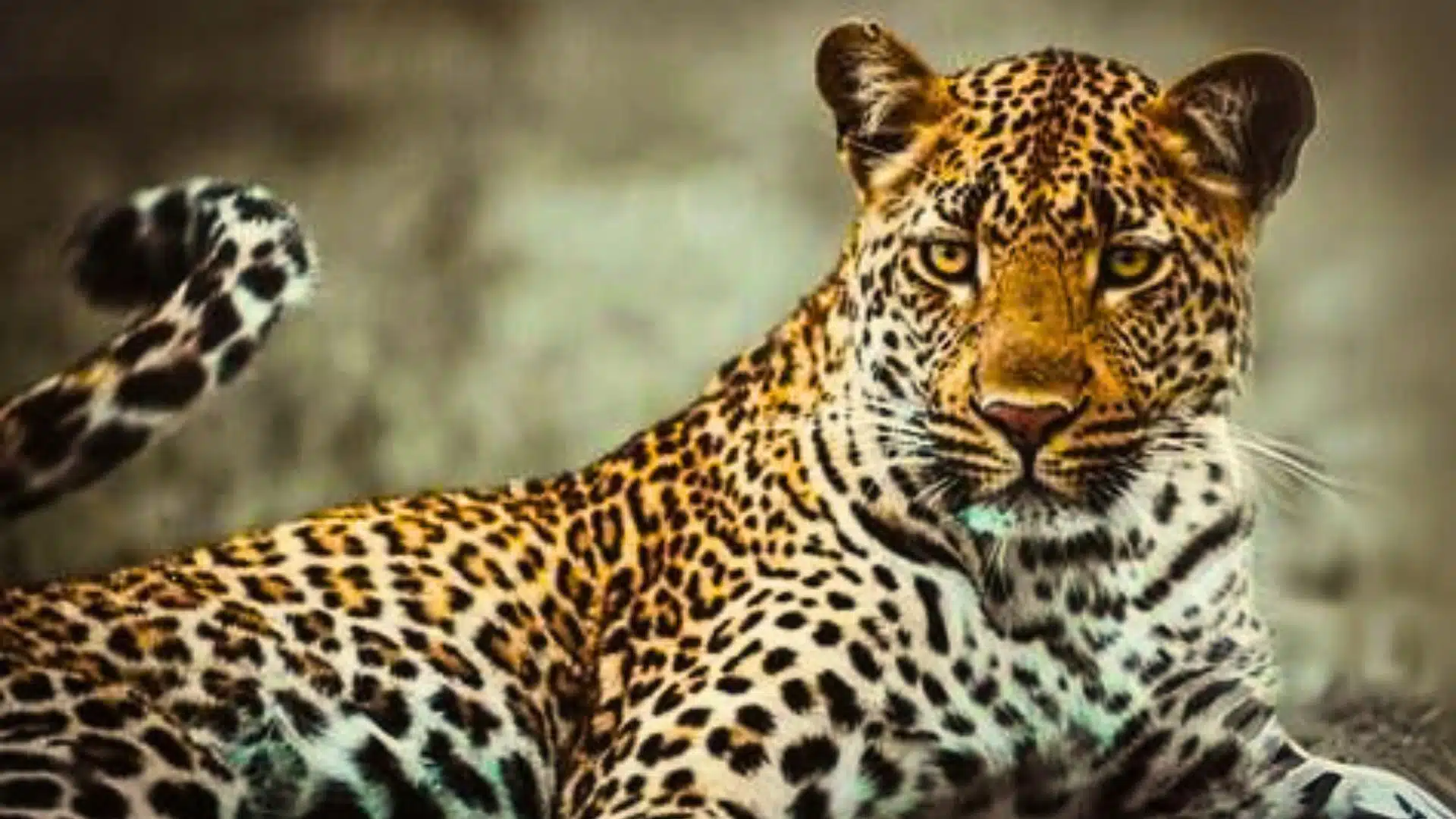 Ormanların Karanlık Lordları: Siyah Panterler Leopar