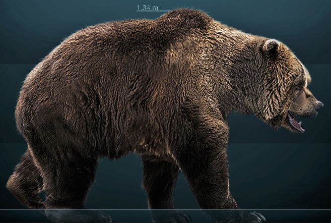 Açken O, O Değil: Ayı Ursus spelaeus Sergiodlarosa ayinin atalarindan