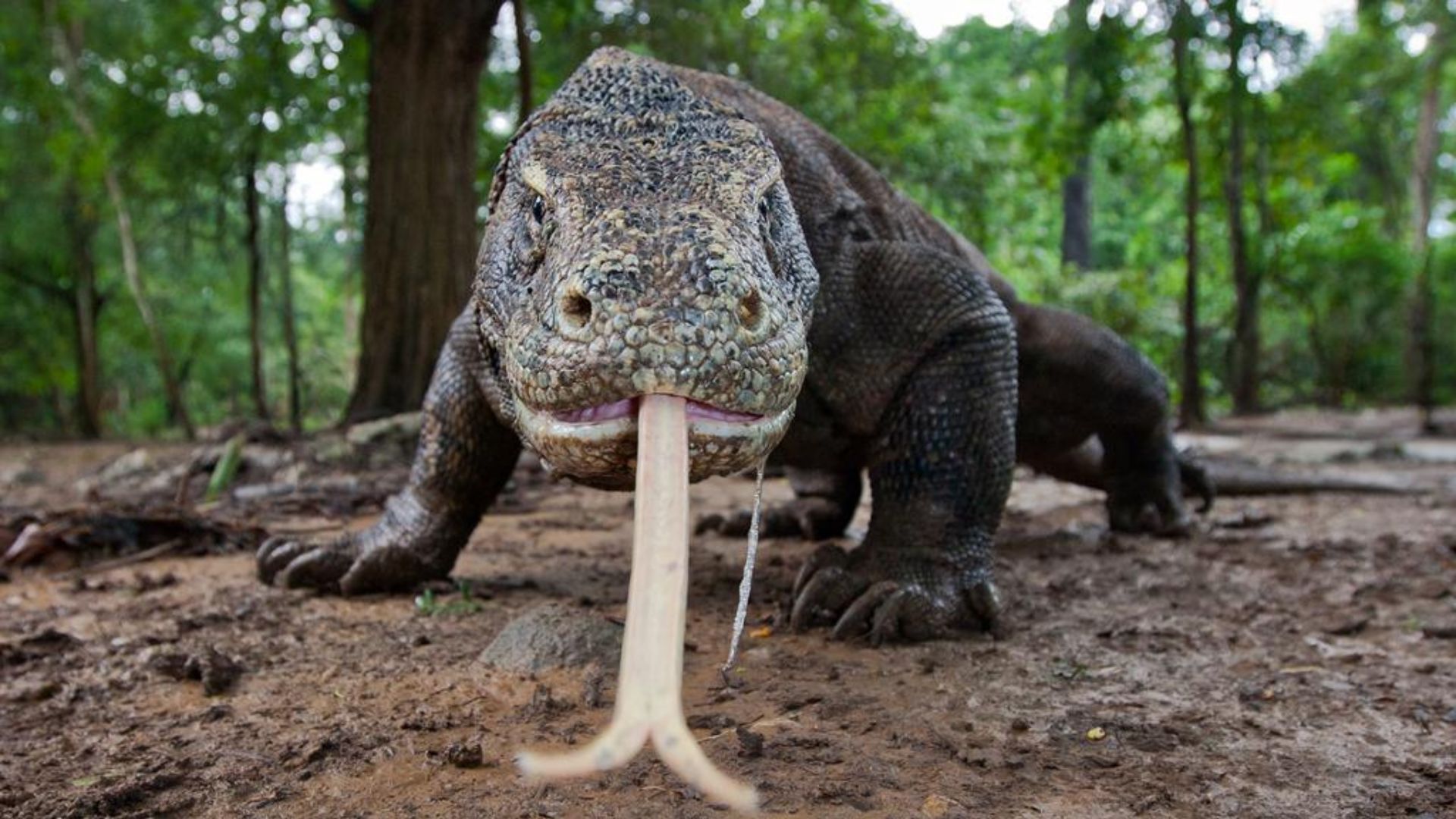 En Büyük Kertenkele: Komodo Ejderi Komodo Ejderi Fiziksel Ozellikleri