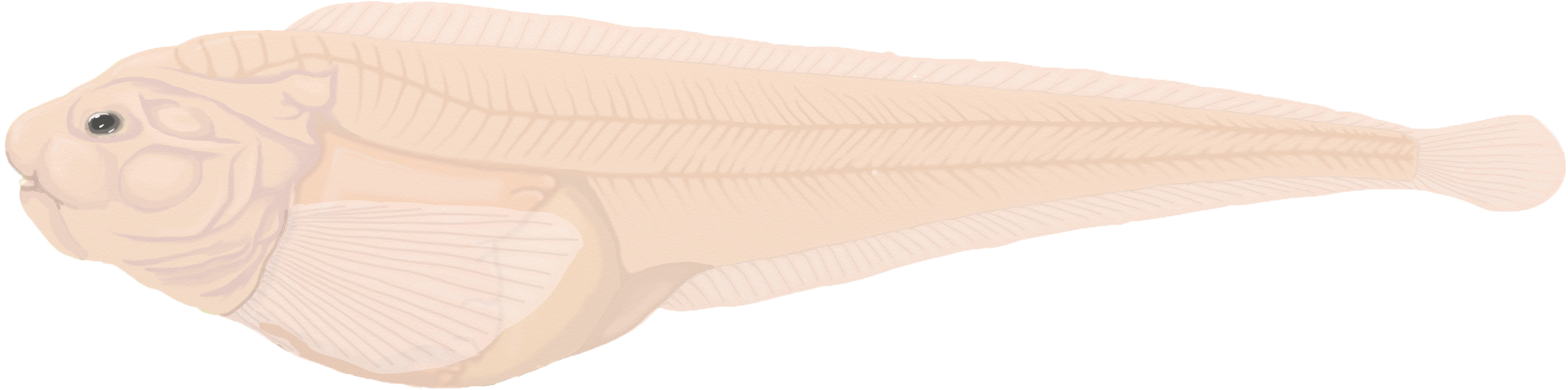 Dünya’nın En Derin Noktası: Mariana Çukuru marianasnailfish drawing linley