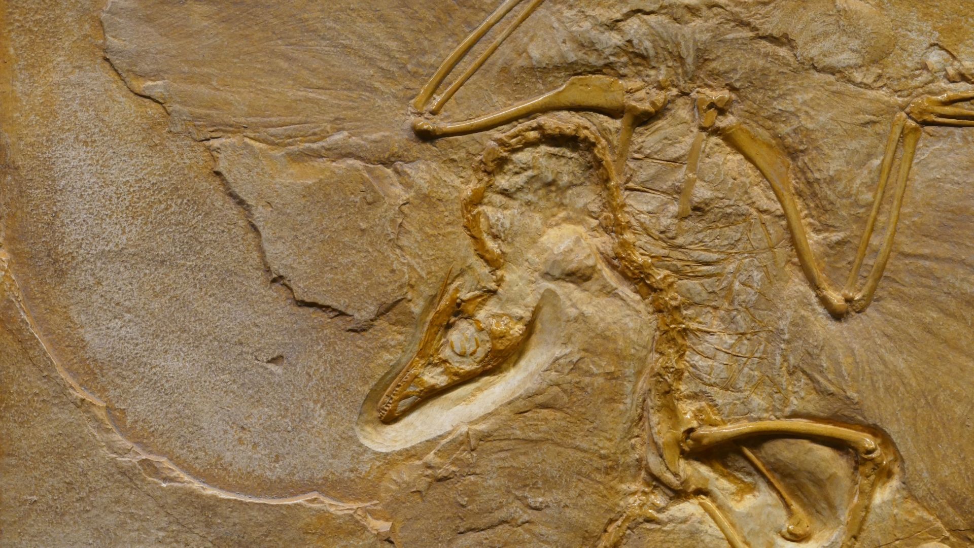 Türdiriltimi: Jurassic Park Gerçek Olabilir Mi? Turdiriltmi Dinozor 2