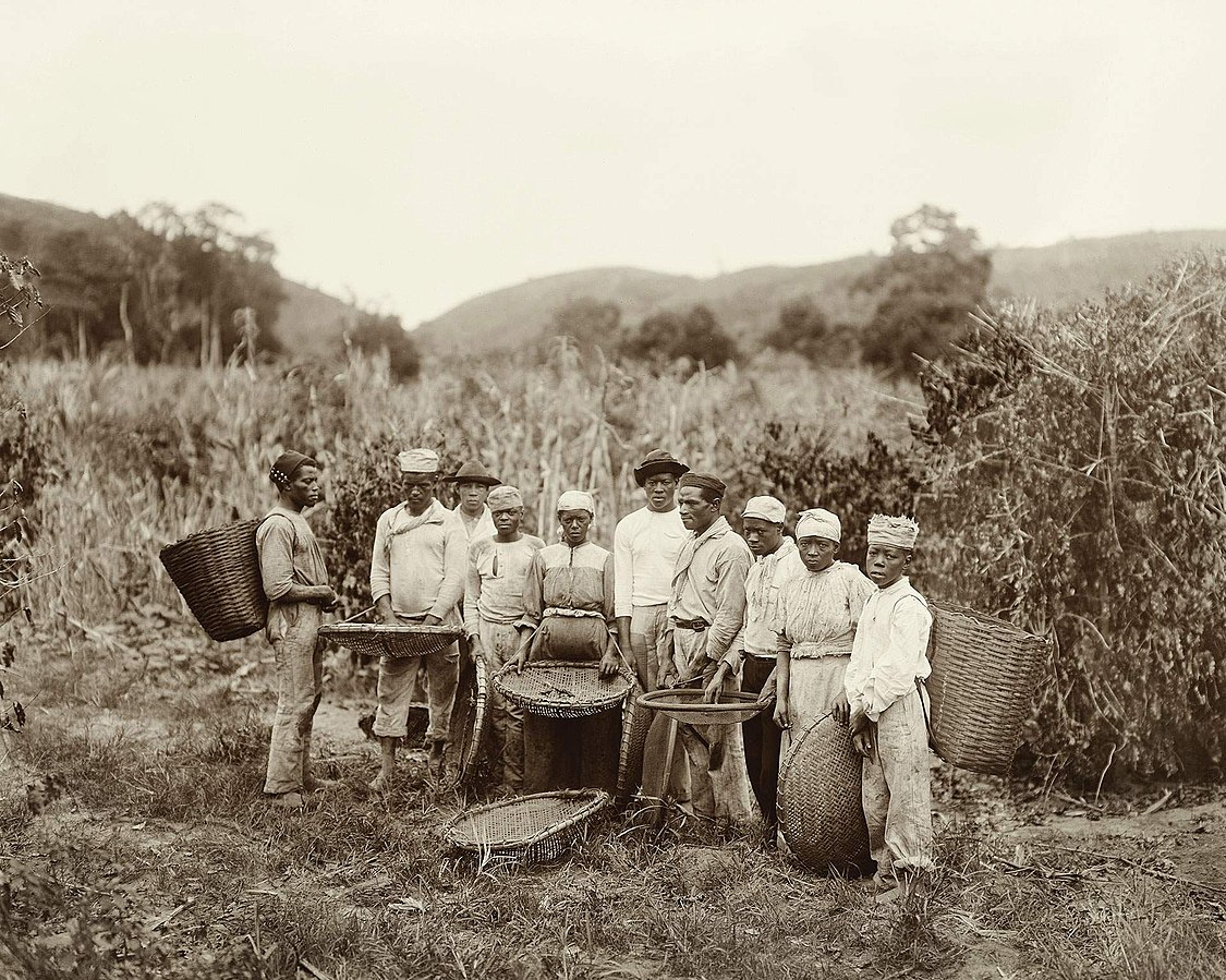 Kahvenin Tarihsel Yolculuğu 1882de bir kahve plantasyonundaki koleler