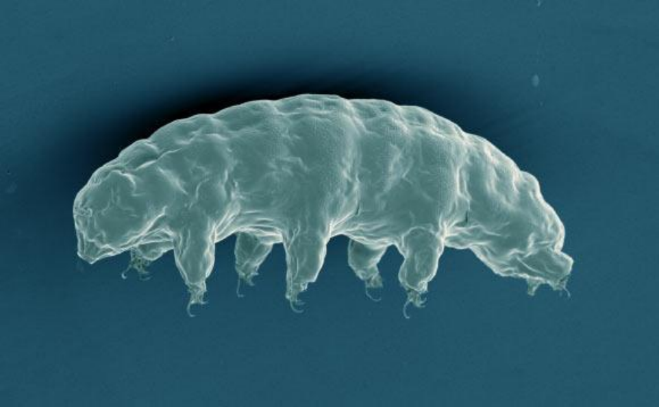 Ölümsüzlüğün Peşindeki Küçük Canlılar: Tardigradlar Olumsuzlugun Pesindeki Kucuk Canlilar 1