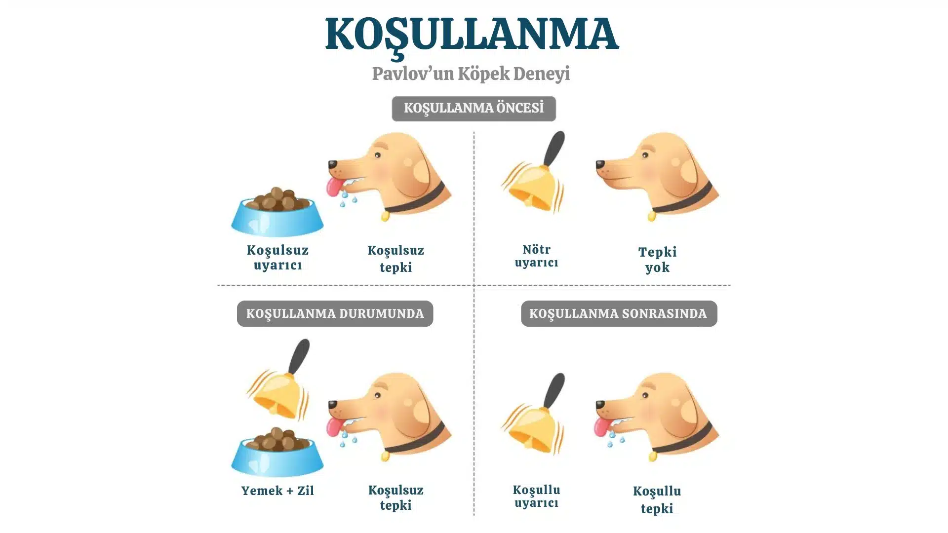 Tuvaletimiz Neden Evdeyken Gelir? Tuvaletimiz Neden Evdeyken Gelir Pavlovun Kopek Deneyi