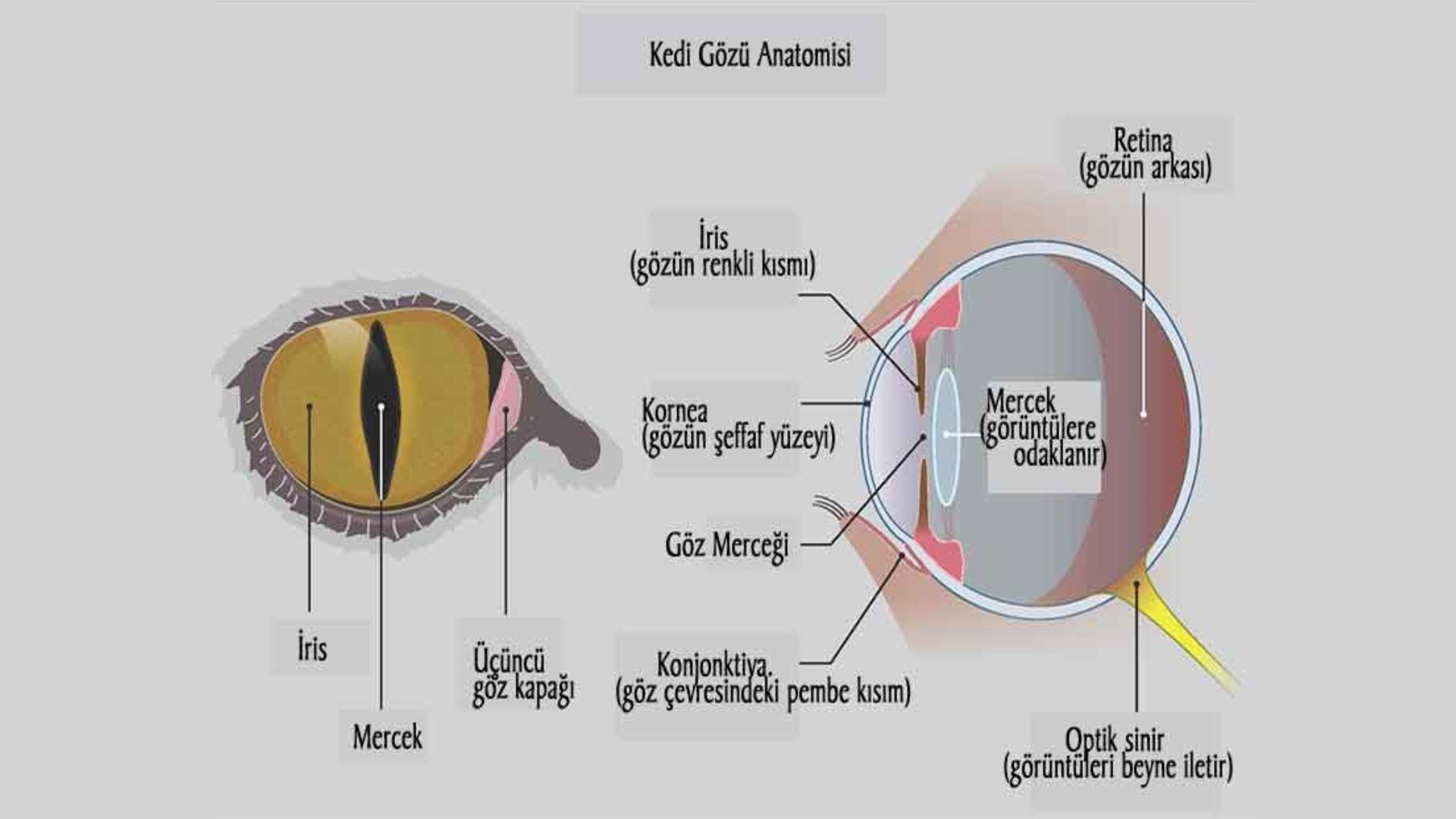 Kedilerin Gözleri Neden Karanlıkta Parlar? Kedi Gozu Anatomisi