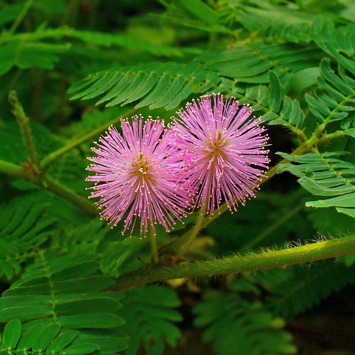 Bitkilerde Hafıza Mümkün mü? mimosa pudica
